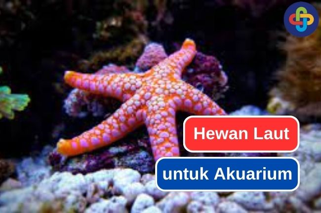 9 Rekomendasi Hewan Laut untuk Akuarium